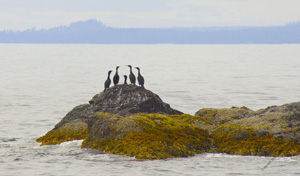 Sitka Bay Cormorants
